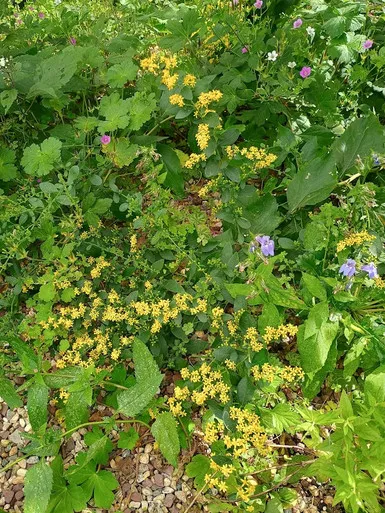 Solidago drummondii