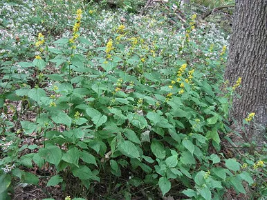 Solidago flexicaulis