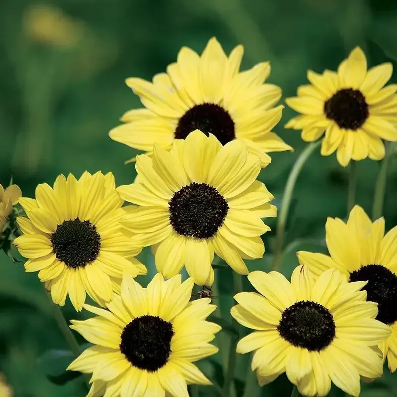 ’Soluna Lemon ’ Sunflower Seeds