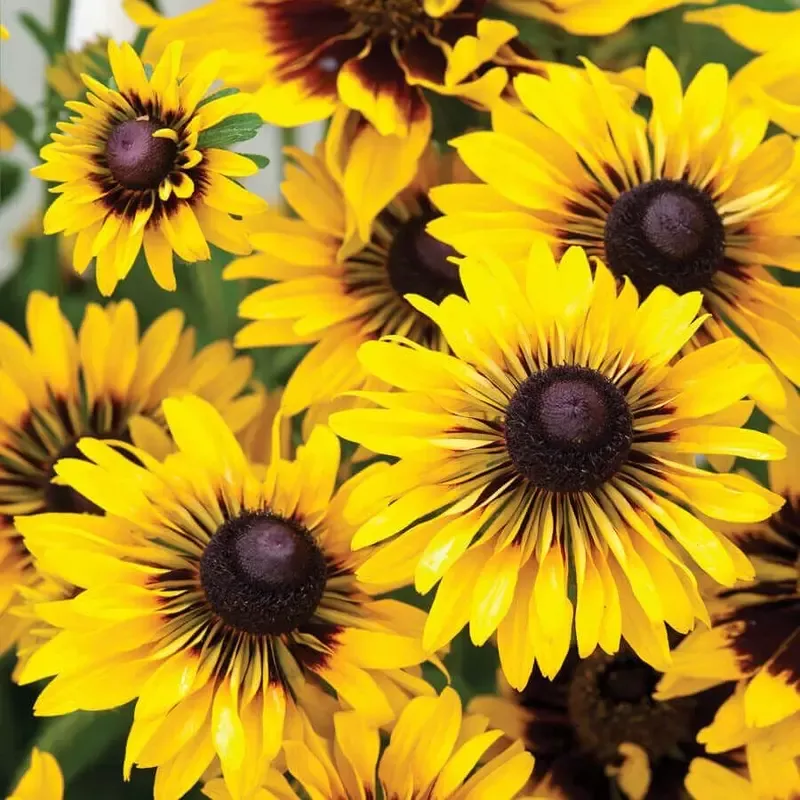 ’Sputnik ’ Rudbeckia Seeds