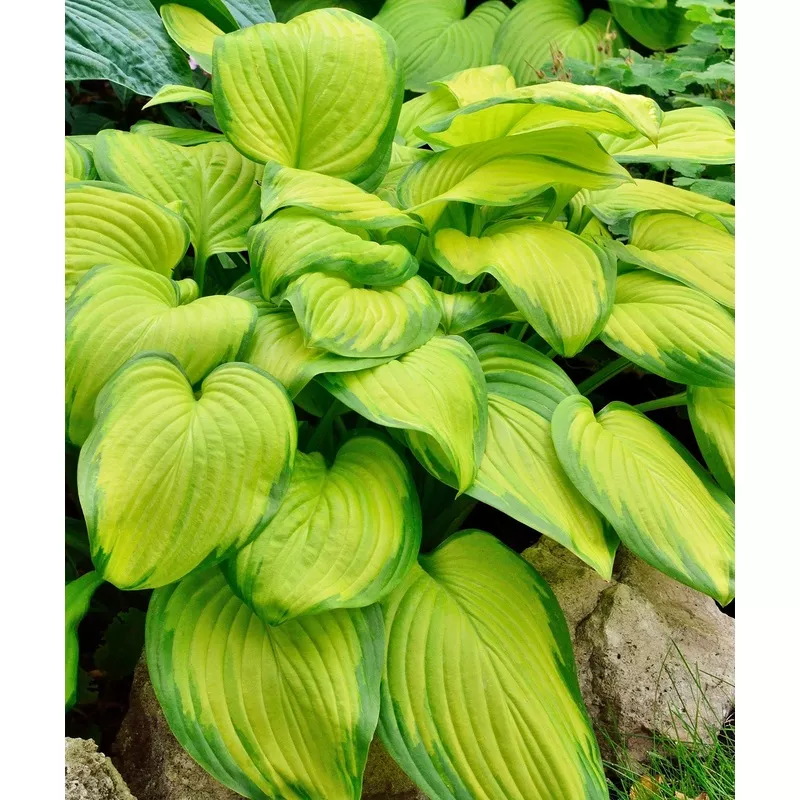 Stained Glass Hosta - 1 Premium Size Root Division