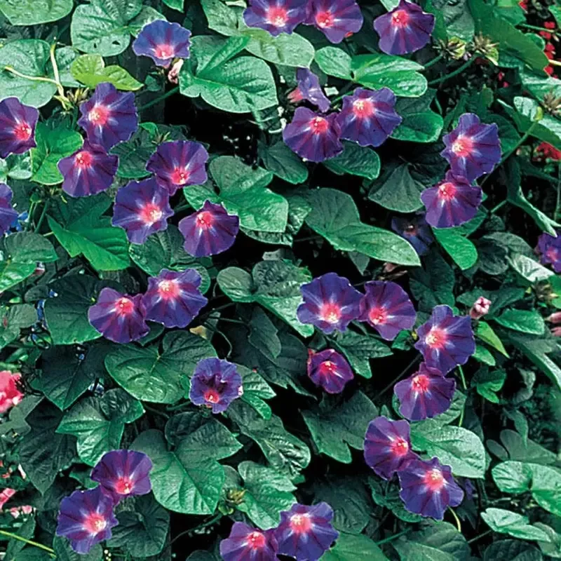 ’Star Of Yelta ’ Morning Glory Vine Seeds