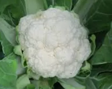 Steady Cauliflower