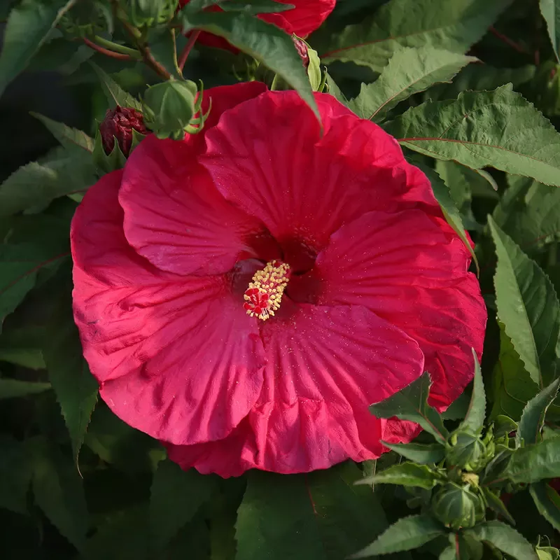 ’Summer in Paradise ’ Hibiscus