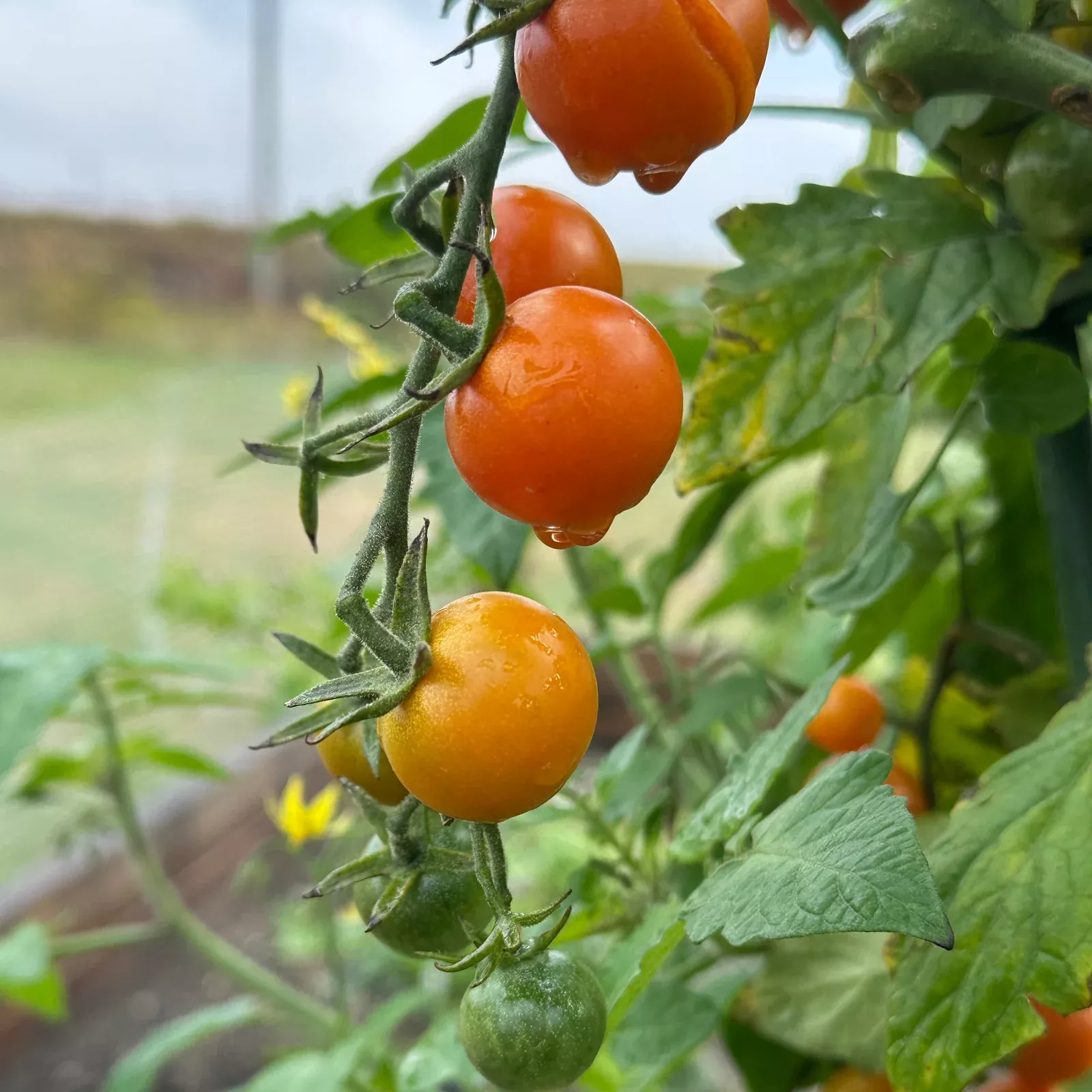 Sungold Tomato Seeds