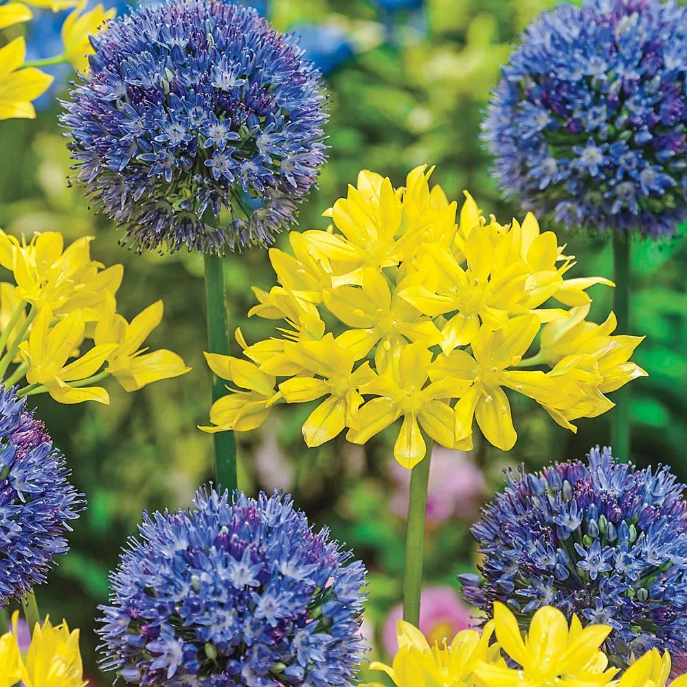 Swedish Flag Allium Duet