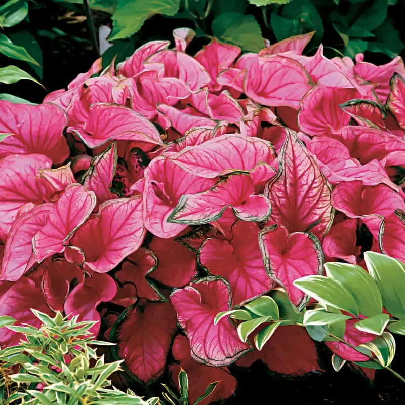 ’Sweetheart ’ Caladium Bulbs