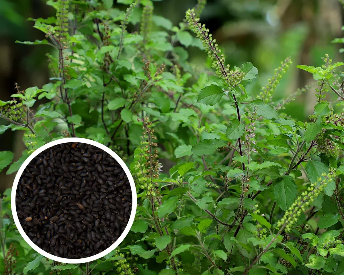 Thai Holy Basil Green Kras Pao Pakapao Tulsi Ocimum Tenuiflorum Herbs Seeds Non-GMO (1000+ Seeds)