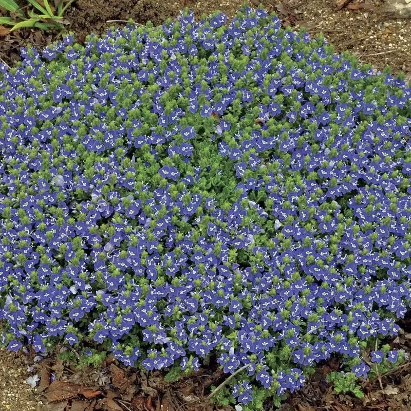 ’Tidal Pool ’ Speedwell