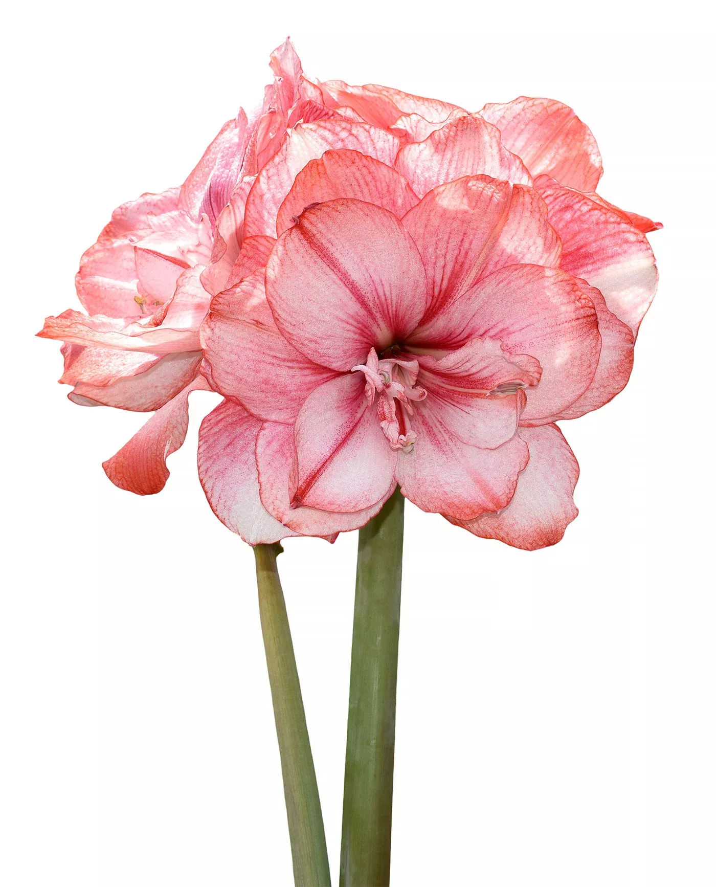 Tika Fairy Amaryllis