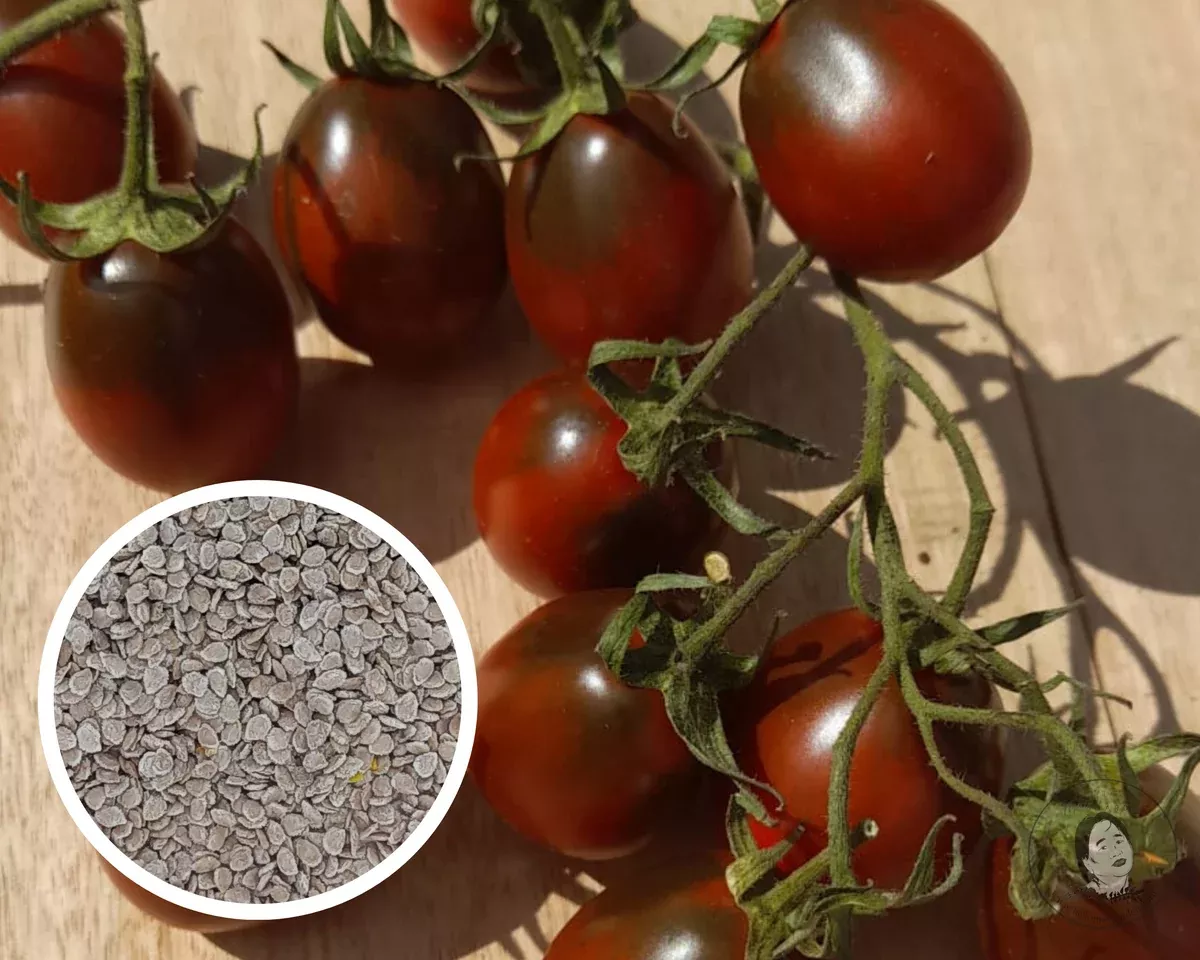Tomato Chocolate Plum Seeds Heirloom Non-GMO (25+ Seeds)