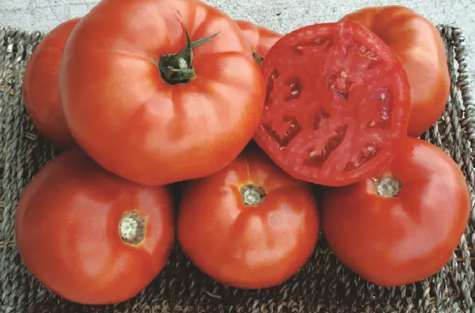 Tomato, Red Deuce