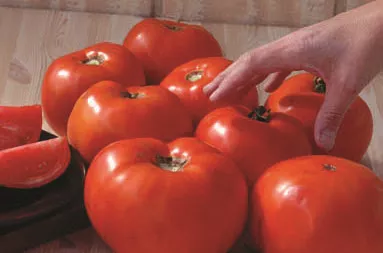 Tomato, Scarlet Red (HMX 5826)