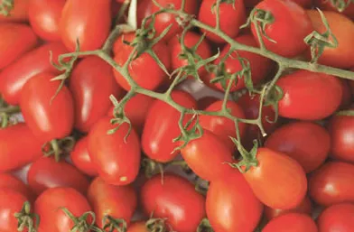 Tomato, Smarty Grape Tomato