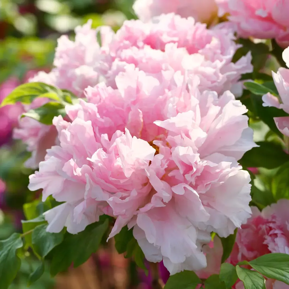 Tree Peony Pink of the Past (Zhao Fen)