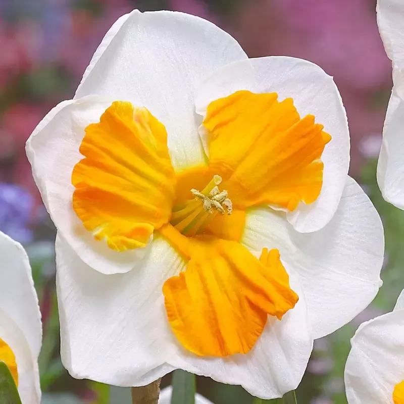 ’Tricollet ’ Daffodil Bulbs