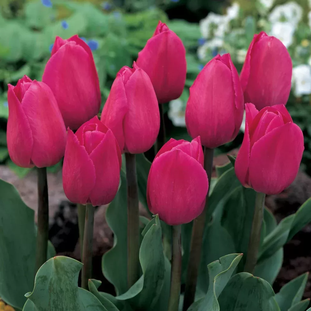 Triumph Tulip Barcelona