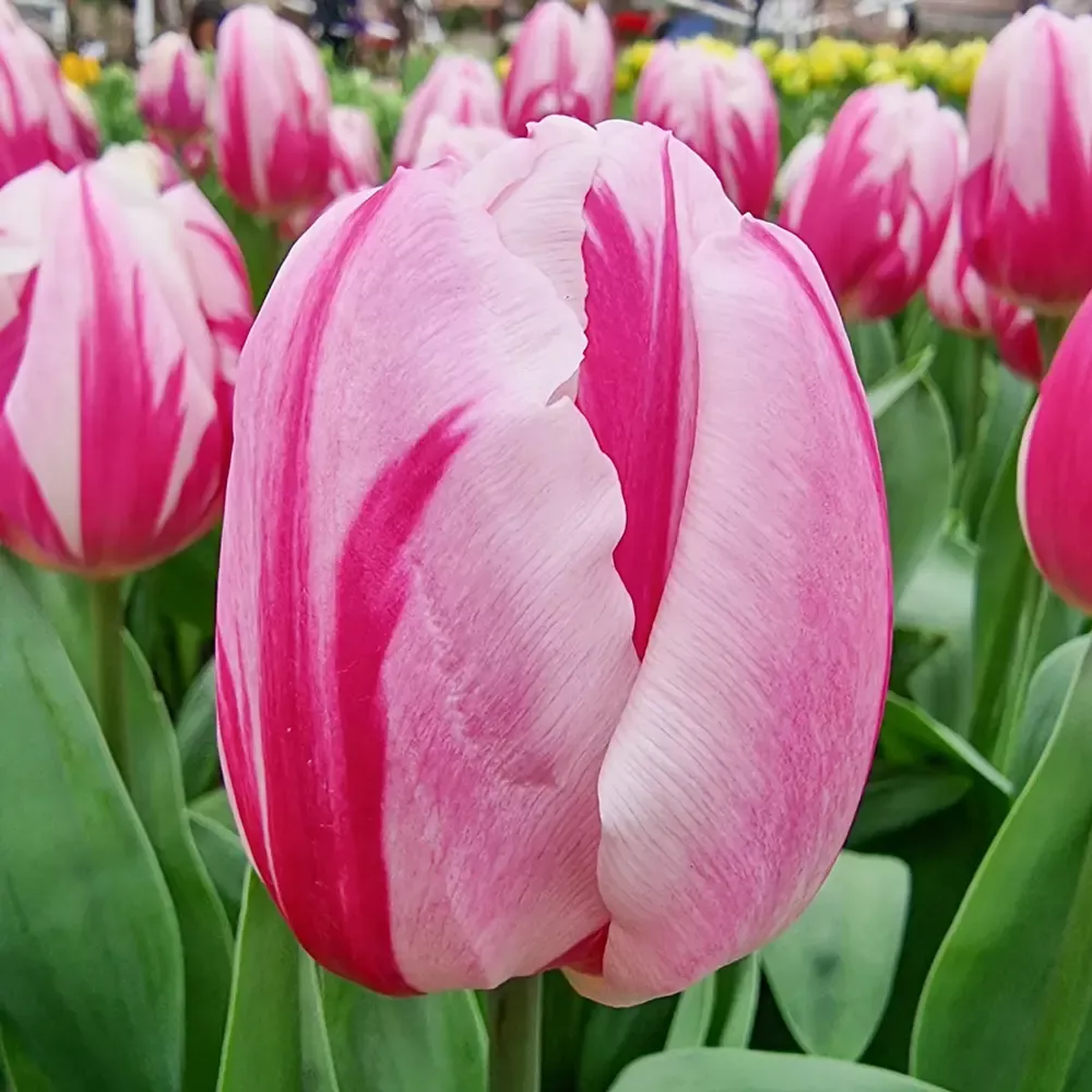 Triumph Tulip Bojangles