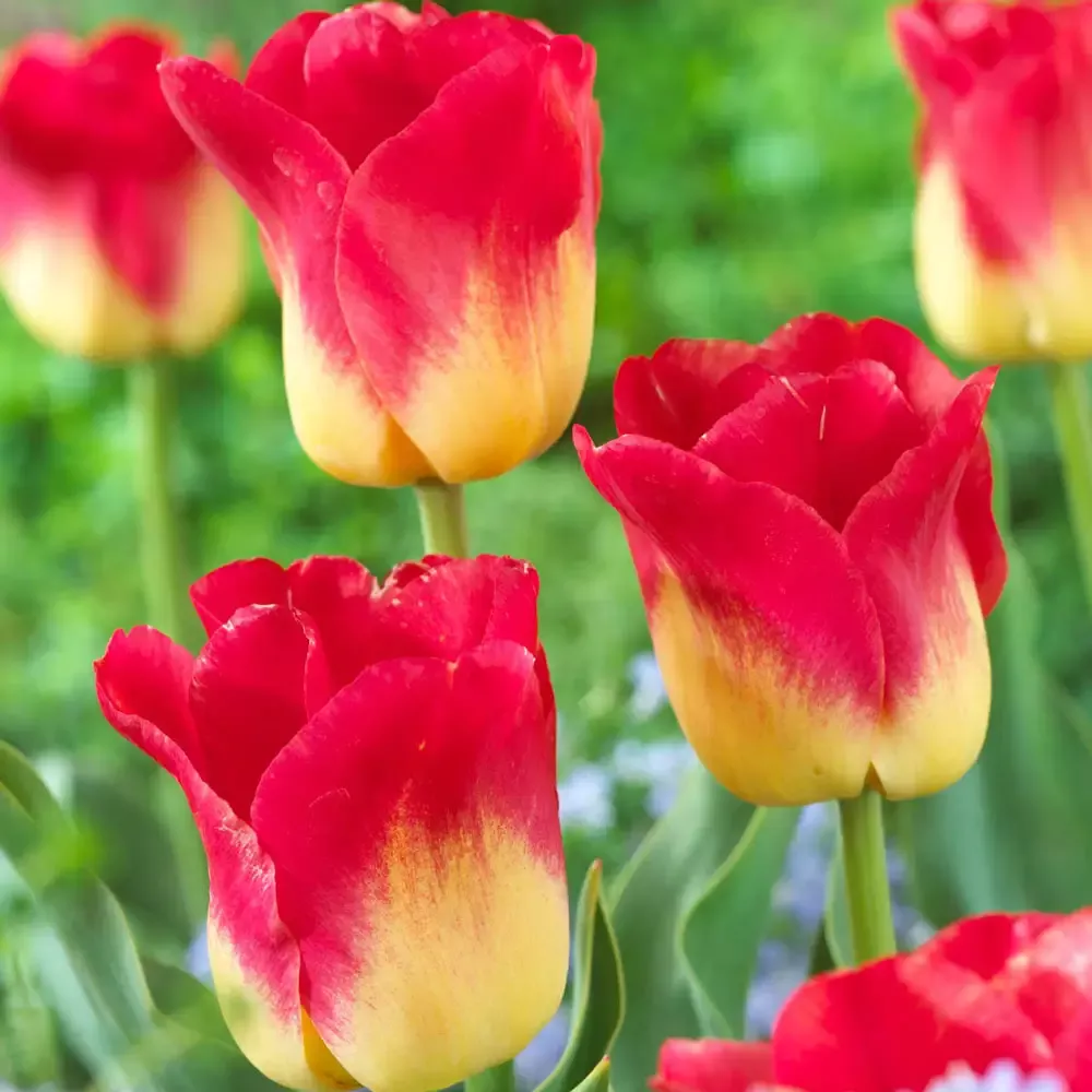 Triumph Tulip Match