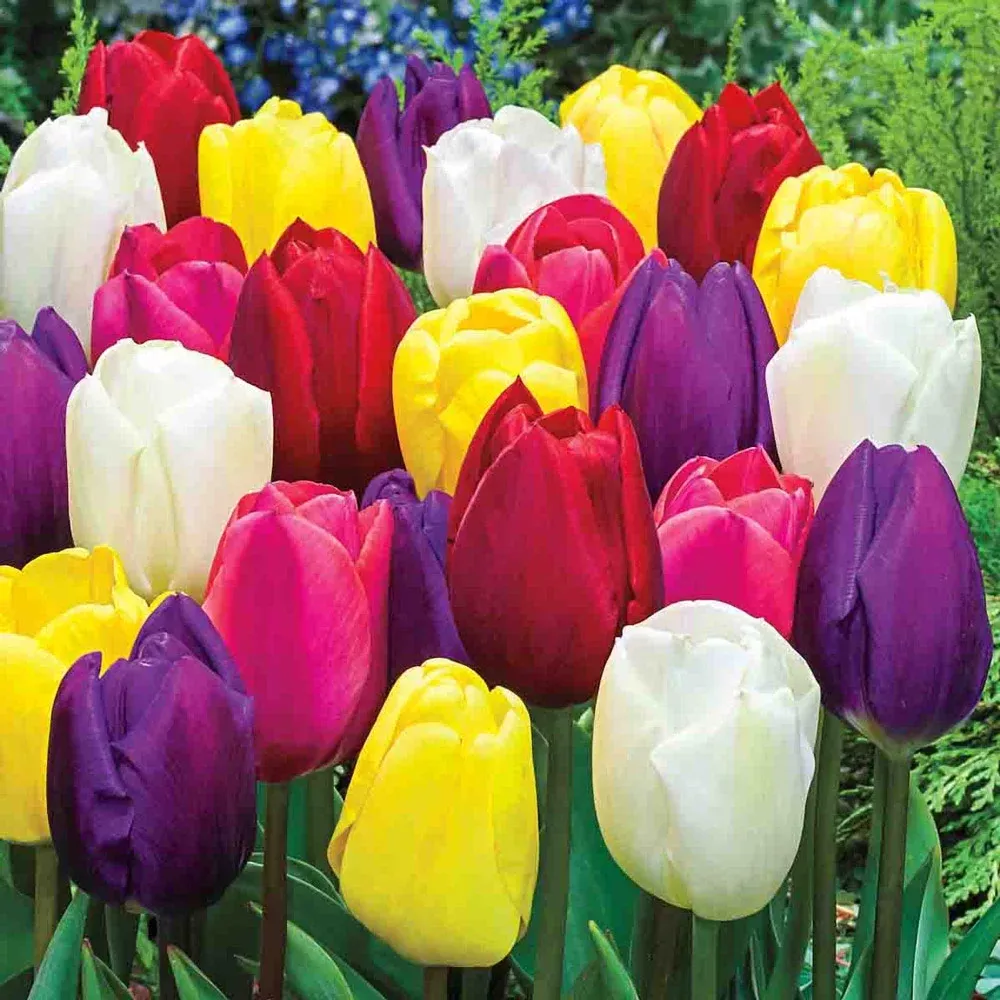 Triumph Tulip Mix