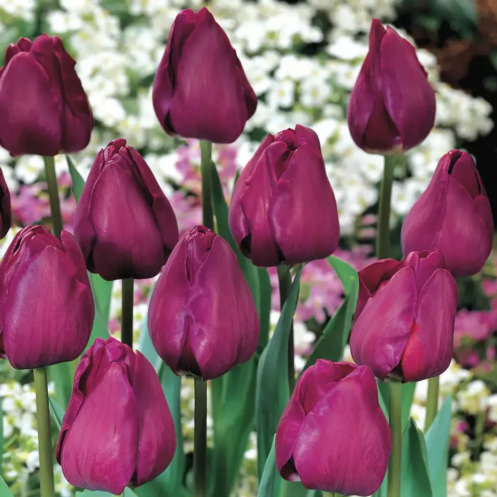 Triumph Tulip Negrita