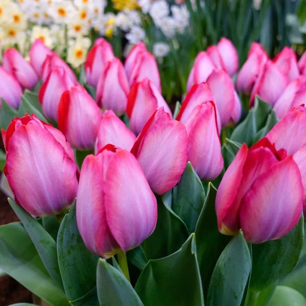 Triumph Tulip Pink Sound