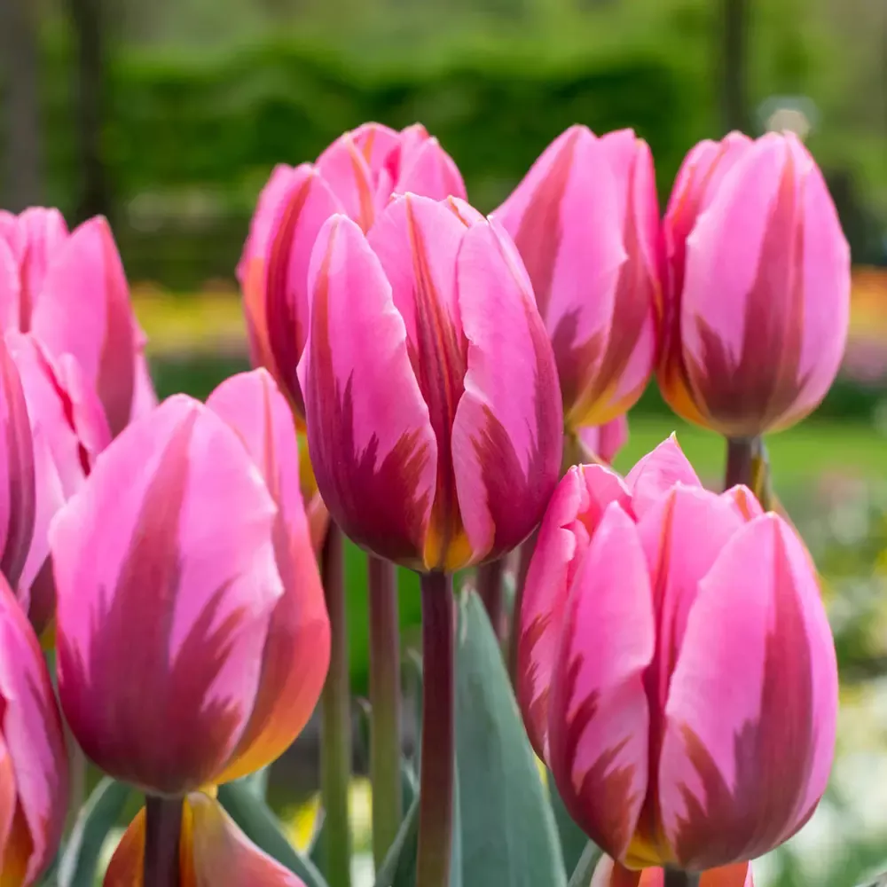 Triumph Tulip Pretty Princess