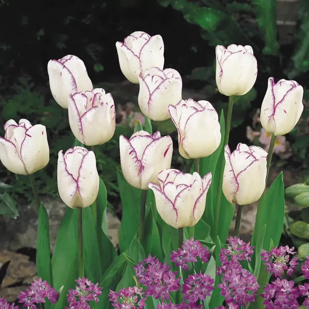 Triumph Tulip Shirley