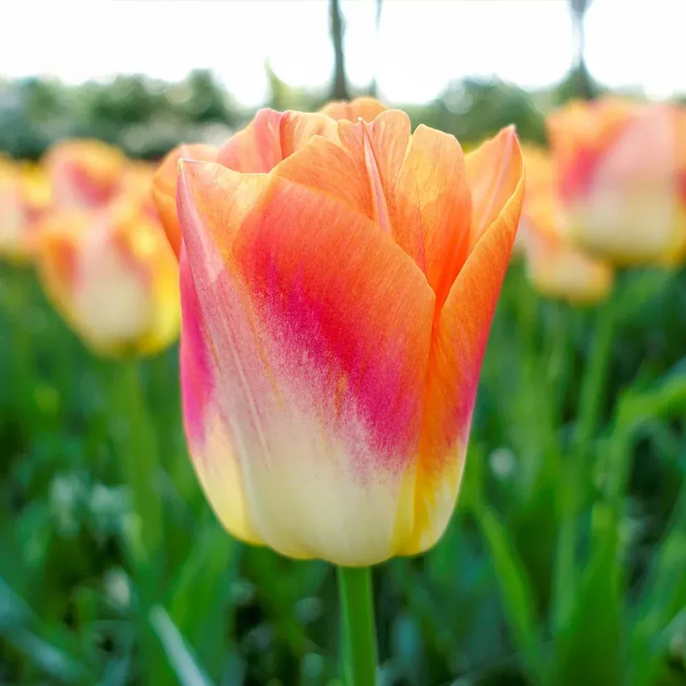 Triumph Tulip Sunrise Dynasty
