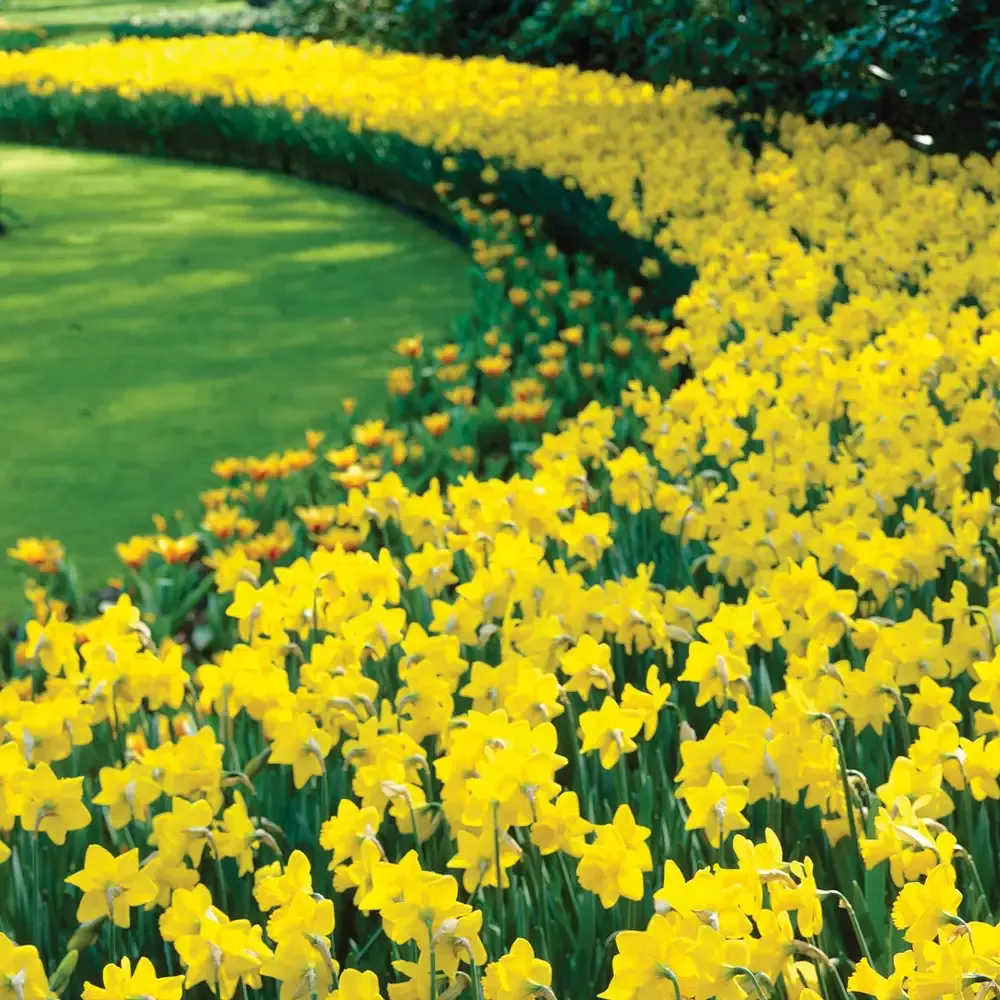 Trumpet Daffodil Golden Harvest
