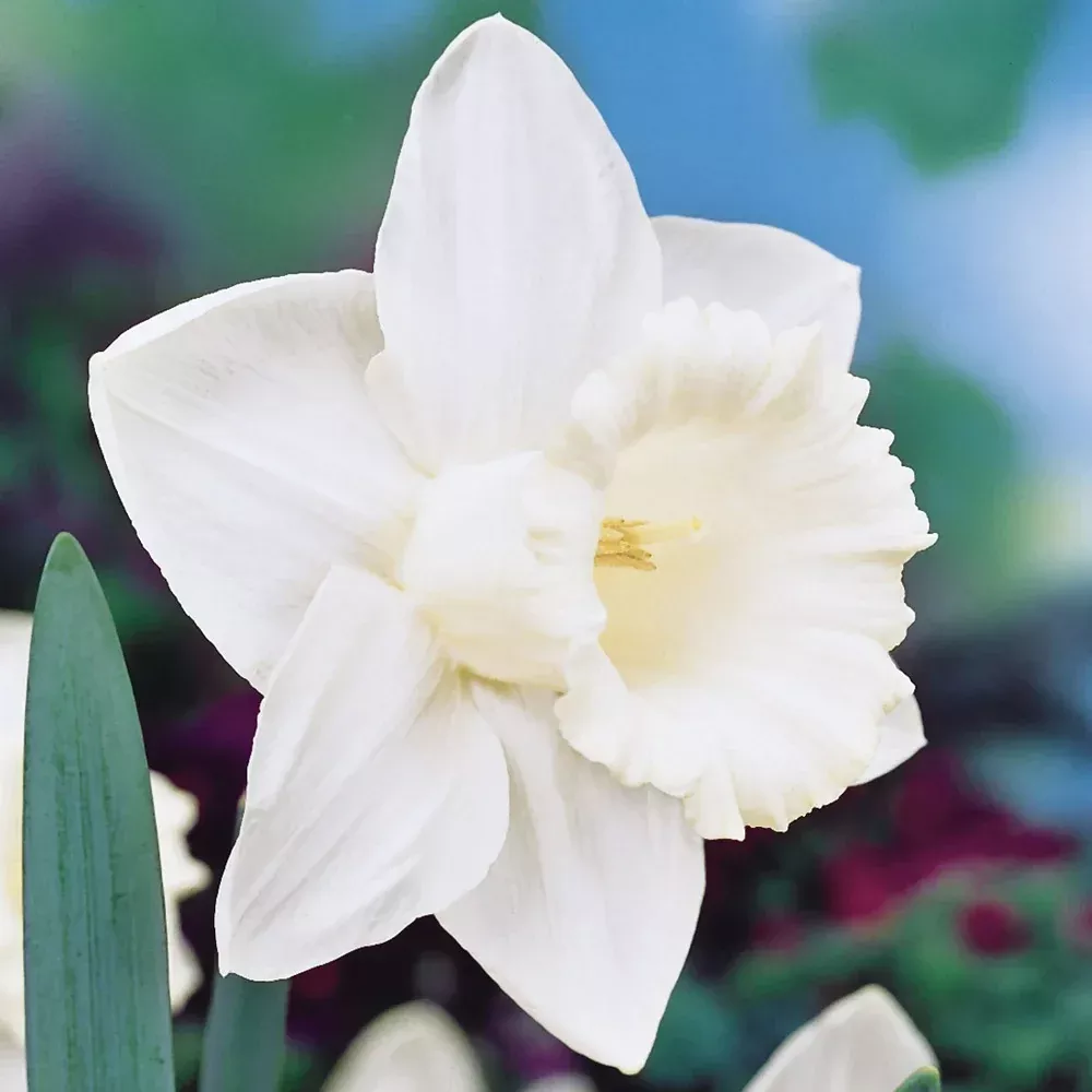 Trumpet Daffodil Mount Hood