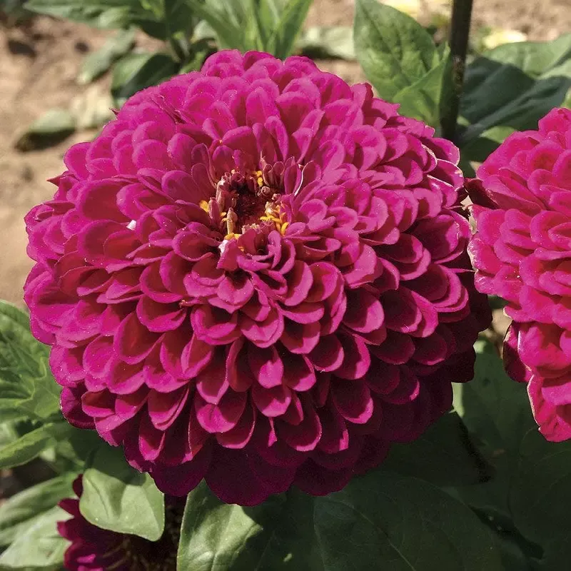 ’Tudor ’ Zinnia Seeds