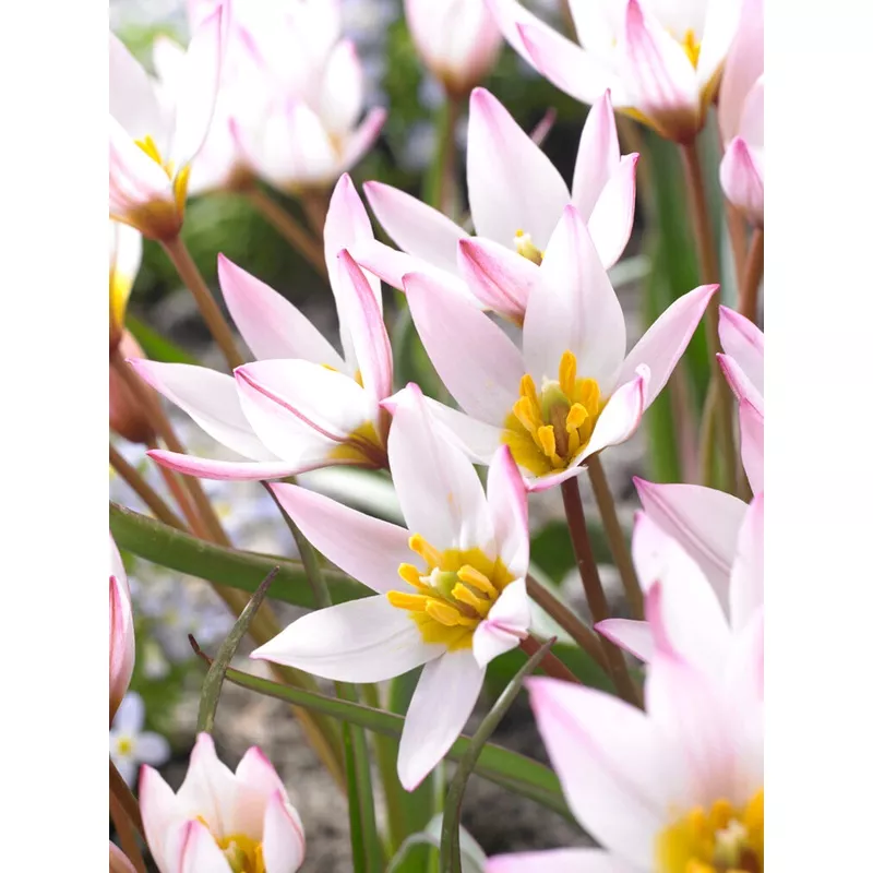 Tulip cretica Hilde