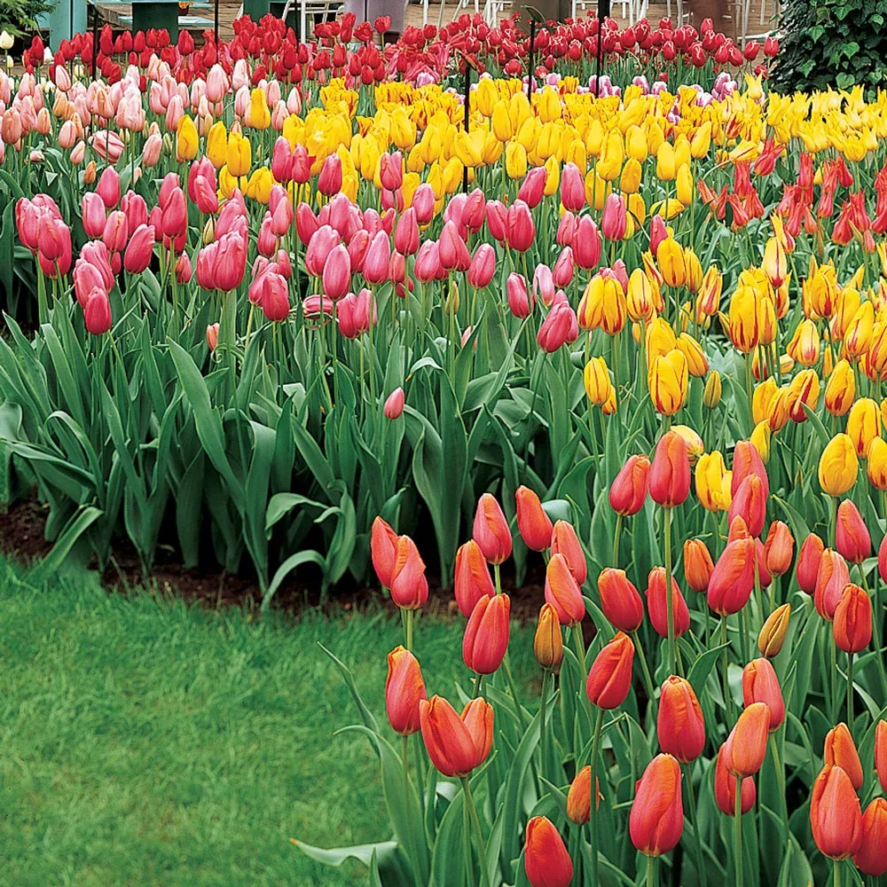 Tulip Mixed Late Bloomers