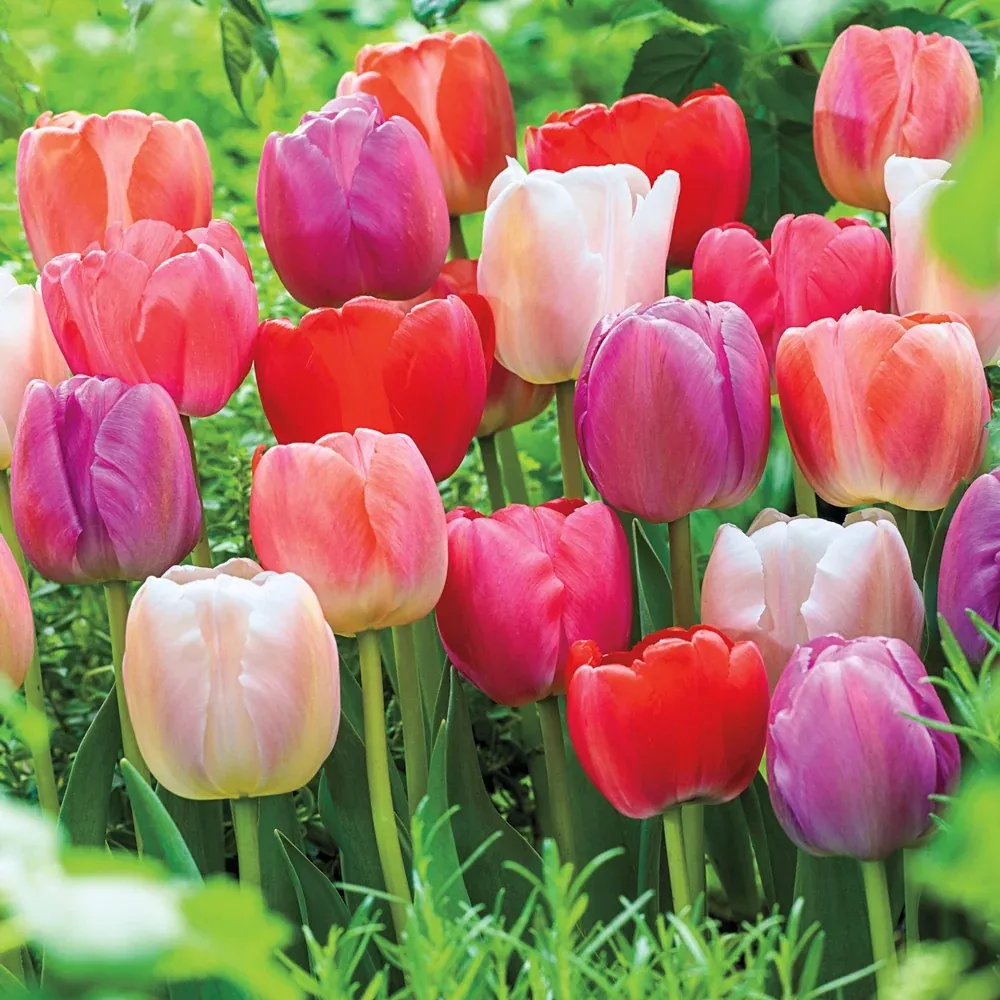 Tulip Mixed Mid-Season Bloomers