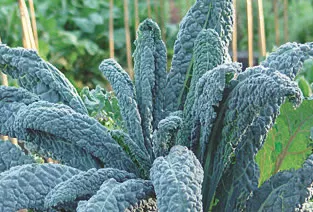 Tuscan Kale or (Lacinato Kale)