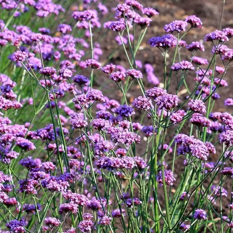 ’Vanity ’ Verbena Seeds