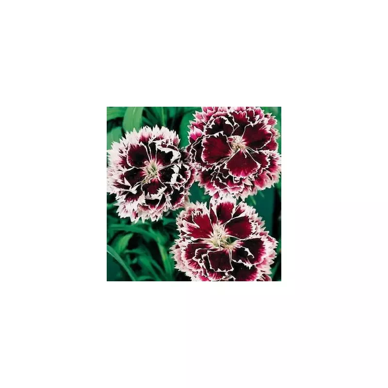 ’Velvet’n Lace ’ Dianthus Seeds