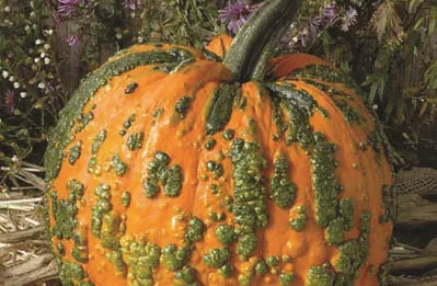 Warty Goblin Pumpkin