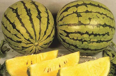 Watermelon, Yellow Baby