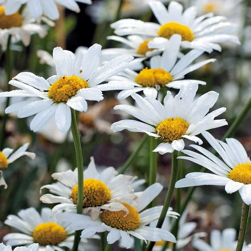 ’White Breeze ’ Shasta Daisy Seeds