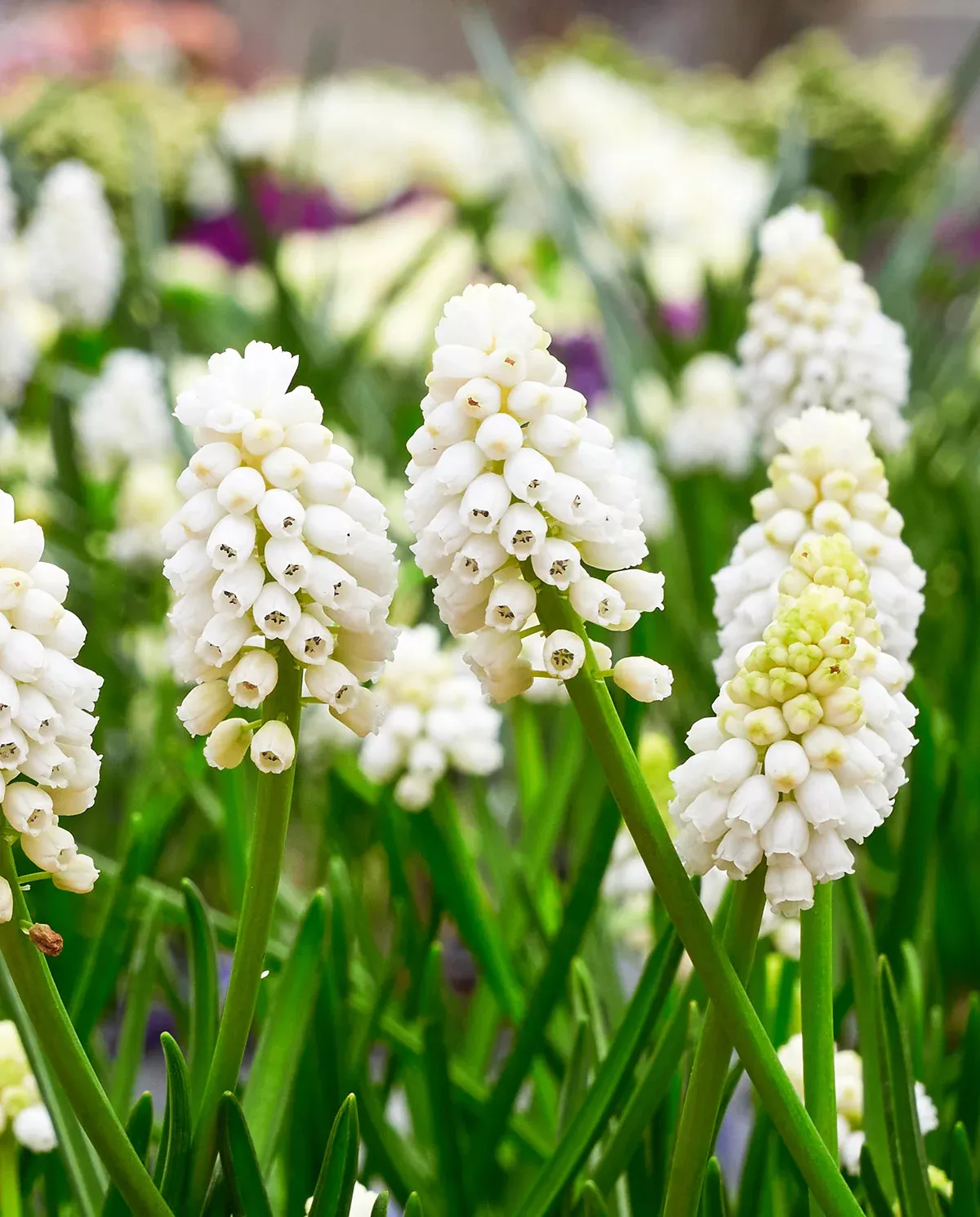 White Magic Muscari aucheri - 10 bulbs