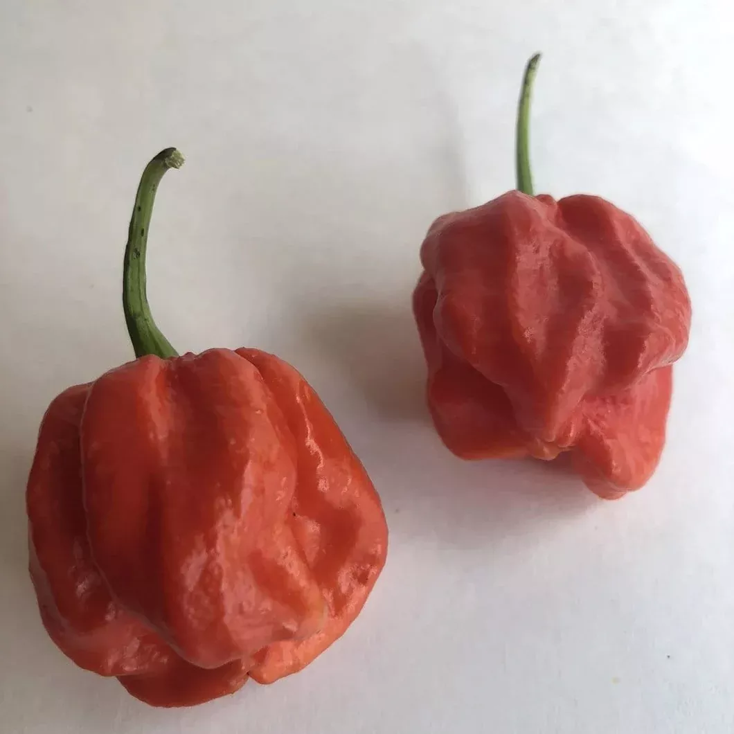 Wicked Ass Little 7 Pot (W.A.L. 7) Pepper Seeds