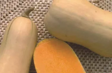 Winter Squash, Waltham Butternut