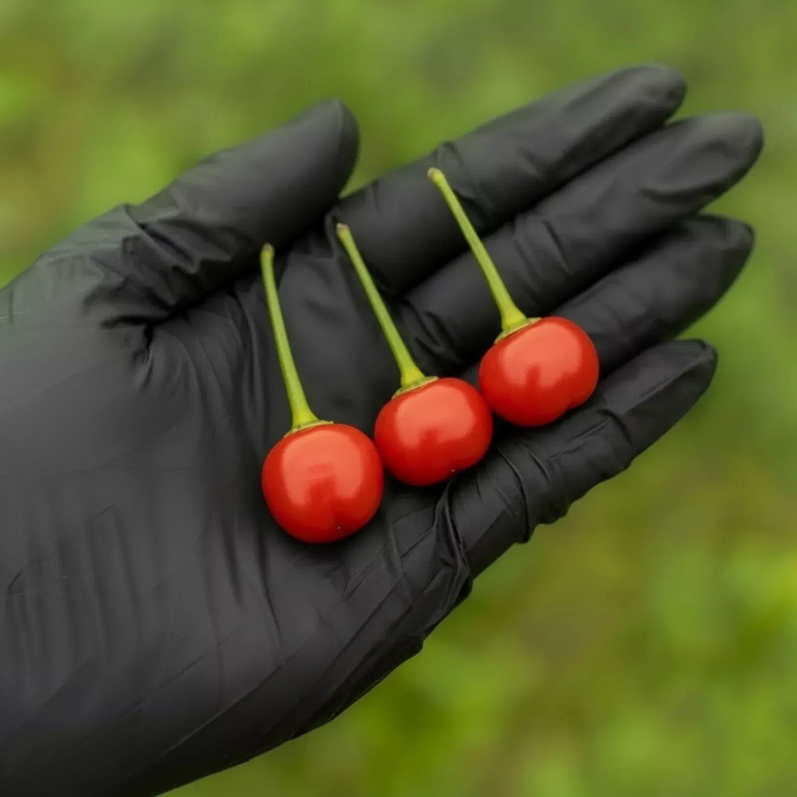 Wiri Wiri Pepper Seeds