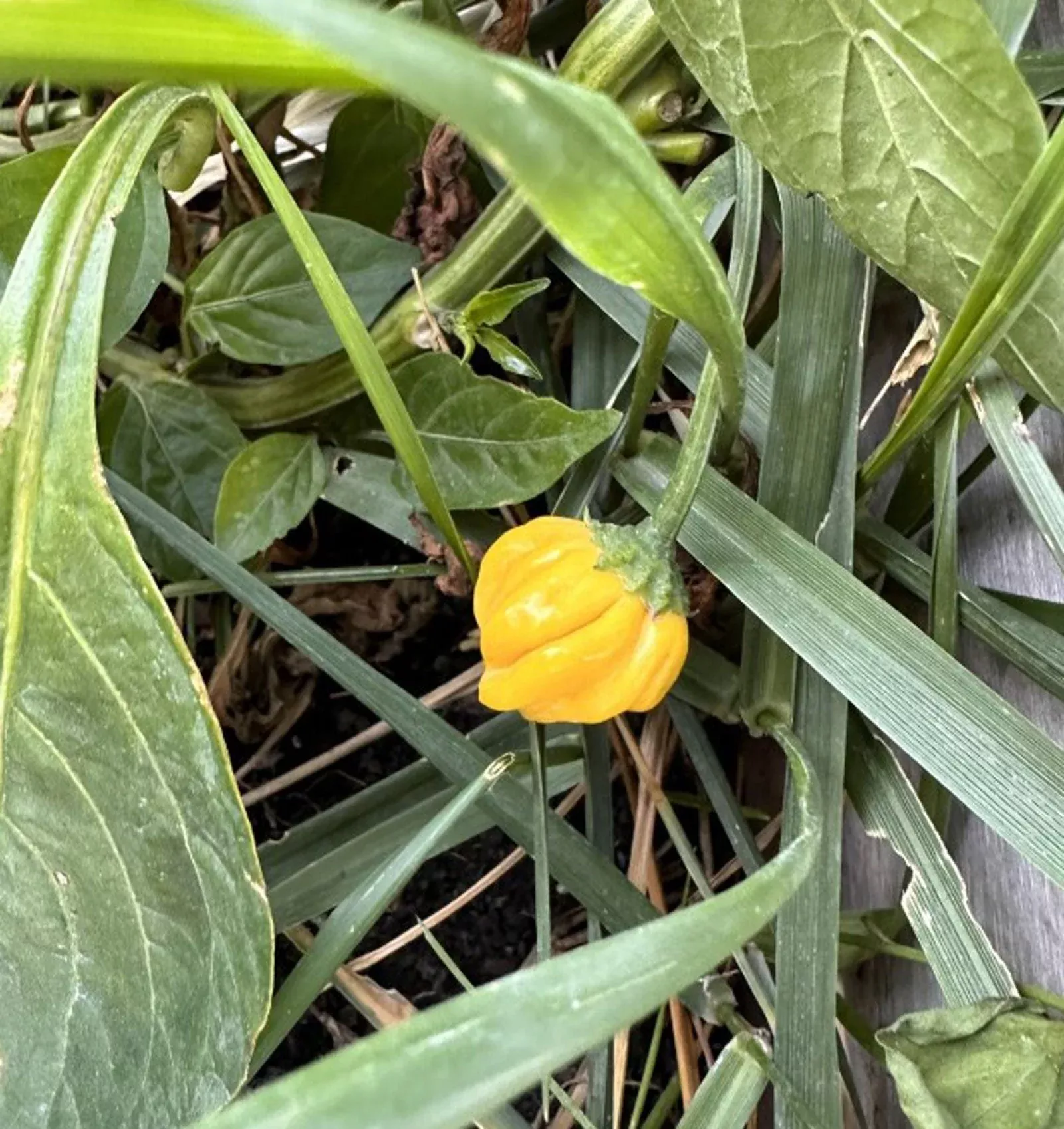Yellow Brazilian Starfish Pepper Seeds