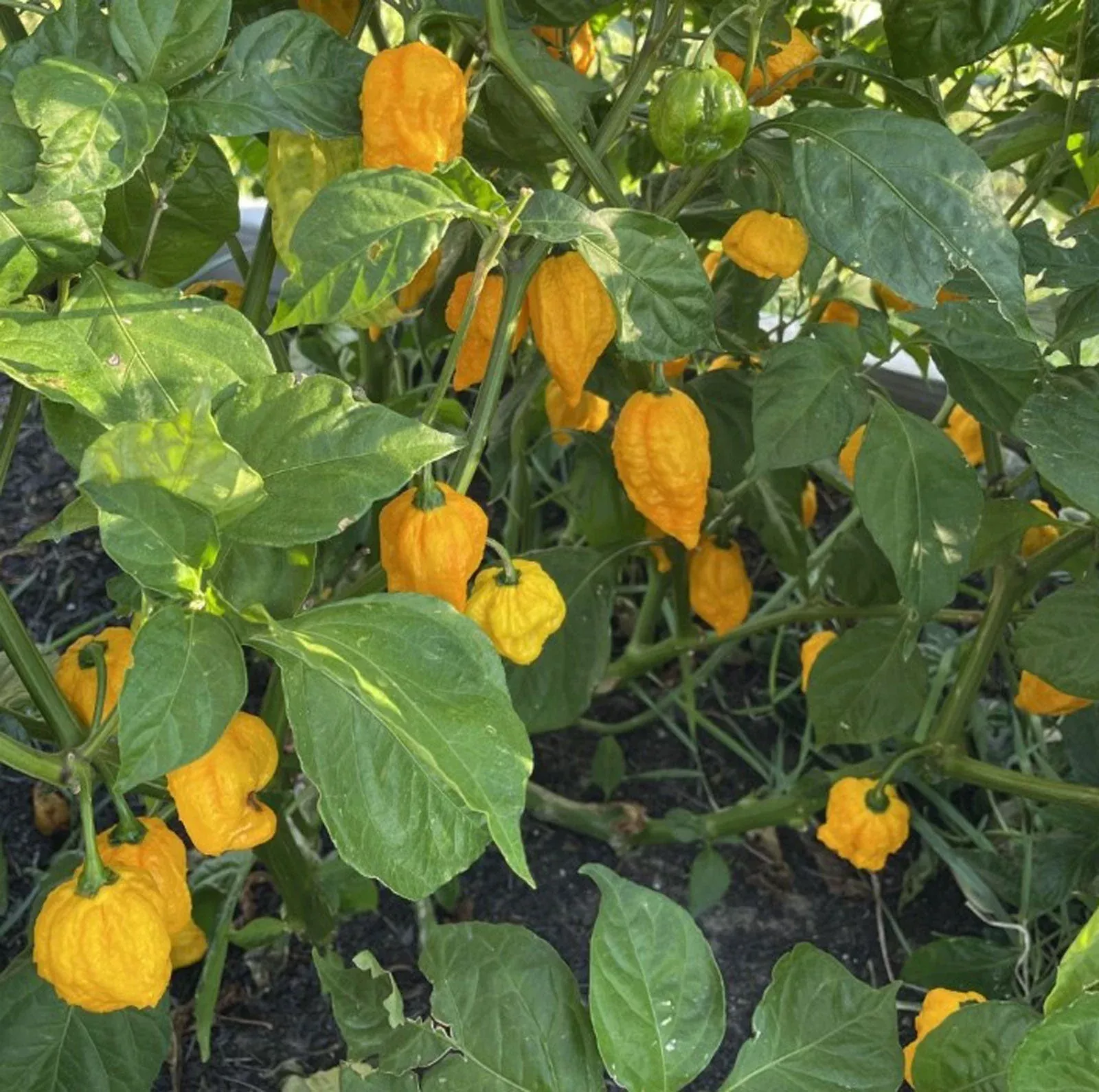 Yellow Fever Pepper Seeds