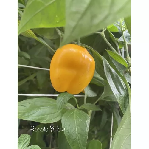 Yellow Rocoto