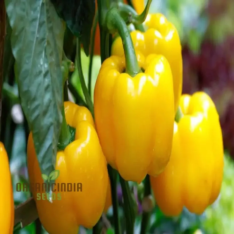 Yellow Sweet Pepper Vegetable Seeds, Bright and Crunchy Peppers for Fresh Garden Flavor