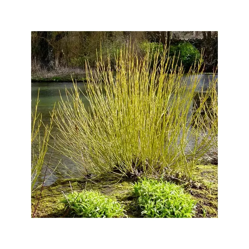 Yellow Twig Dogwood Shrub